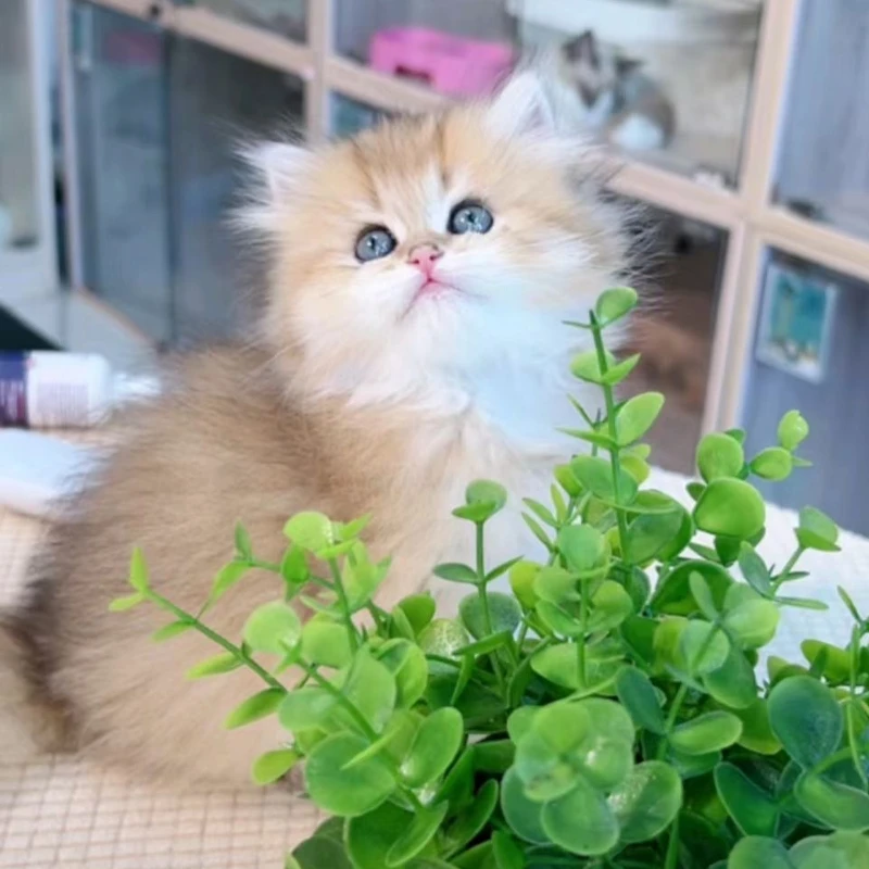 【小鹿说猫】曼基康拿破仑金渐层蓝金乳白德文缅因猫猫 旧