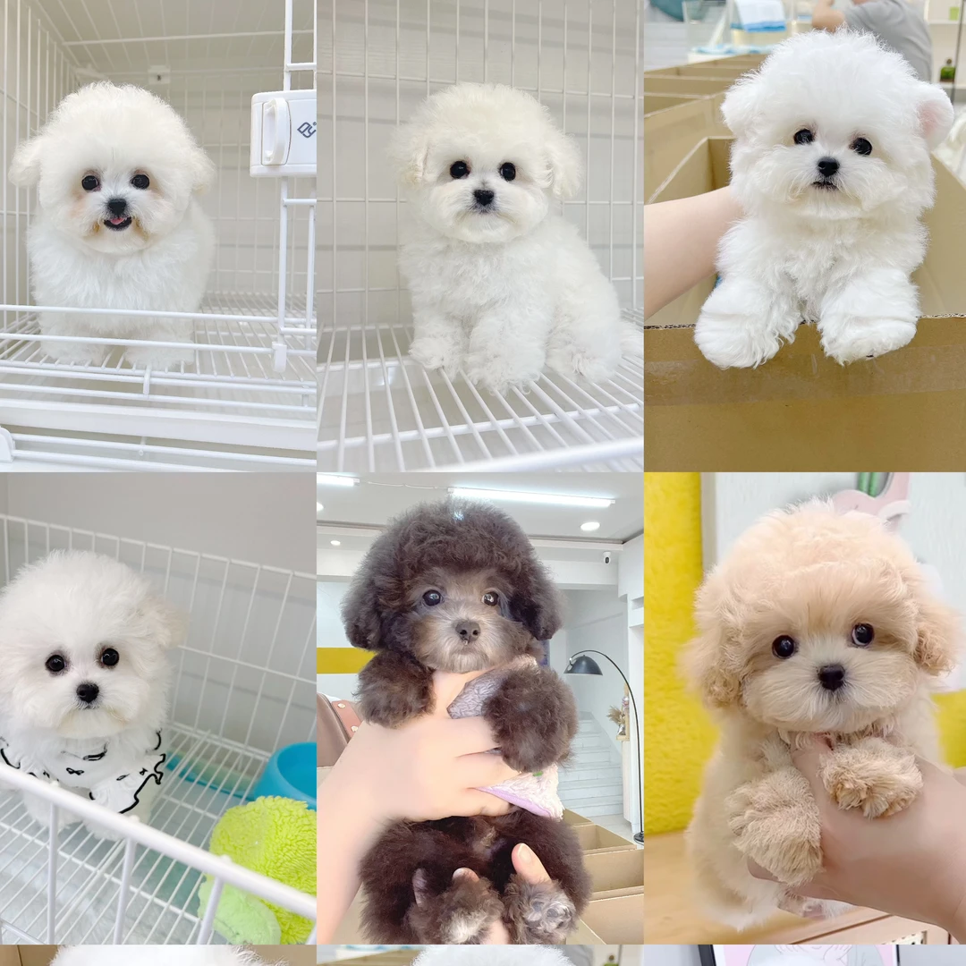 【米宝家】狗狗小型犬