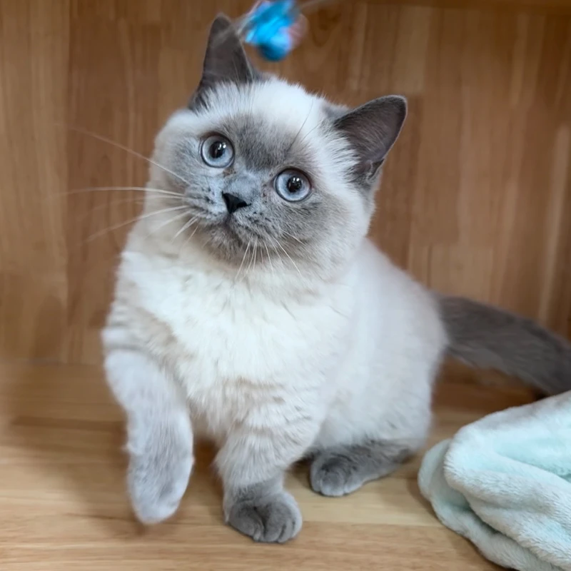 蓝重点色英国短毛猫， 米努特短毛矮脚 小浣熊脸 三个月 母