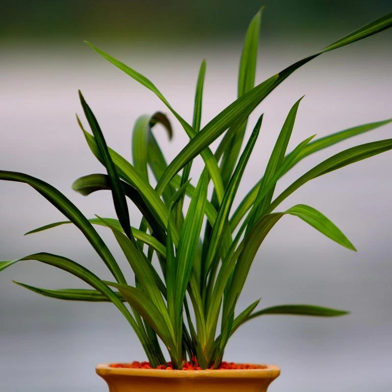 兰花花卉第一无二拍下截图