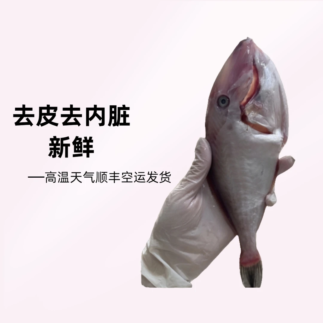 马面鱼/剥皮鱼/耗儿鱼中号去皮去内脏净重（高温天气顺丰空运发货）