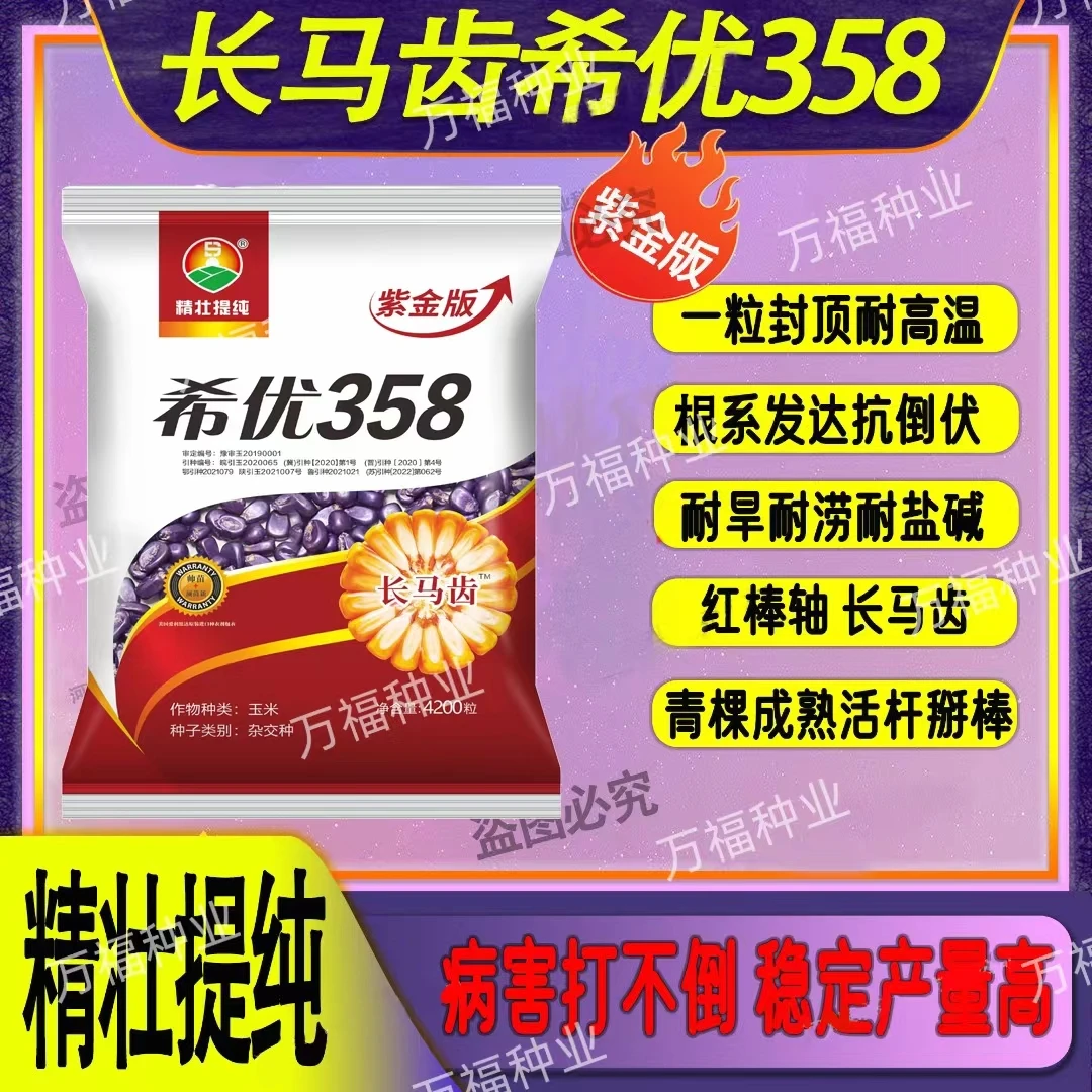 精壮提纯  希优358 长马齿红轴大棒抗病抗倒产量高