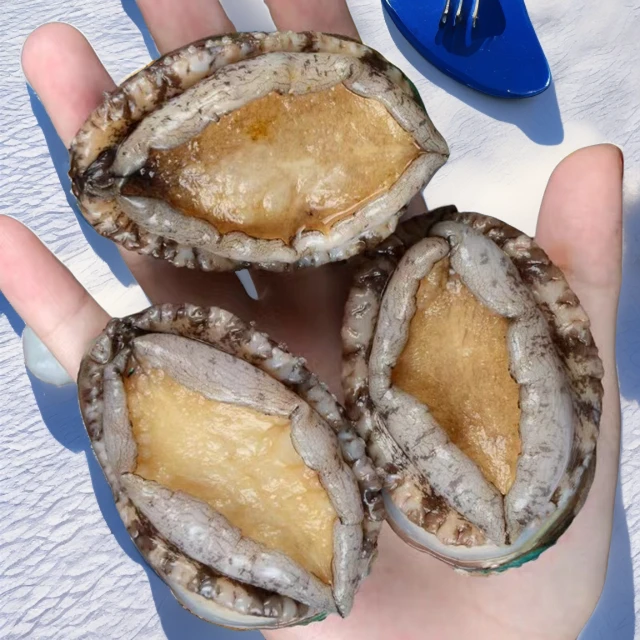 鲜活7头鲍鱼 海鲜码头水产新鲜处理掉内脏 锁鲜速冻冷链660g~800g