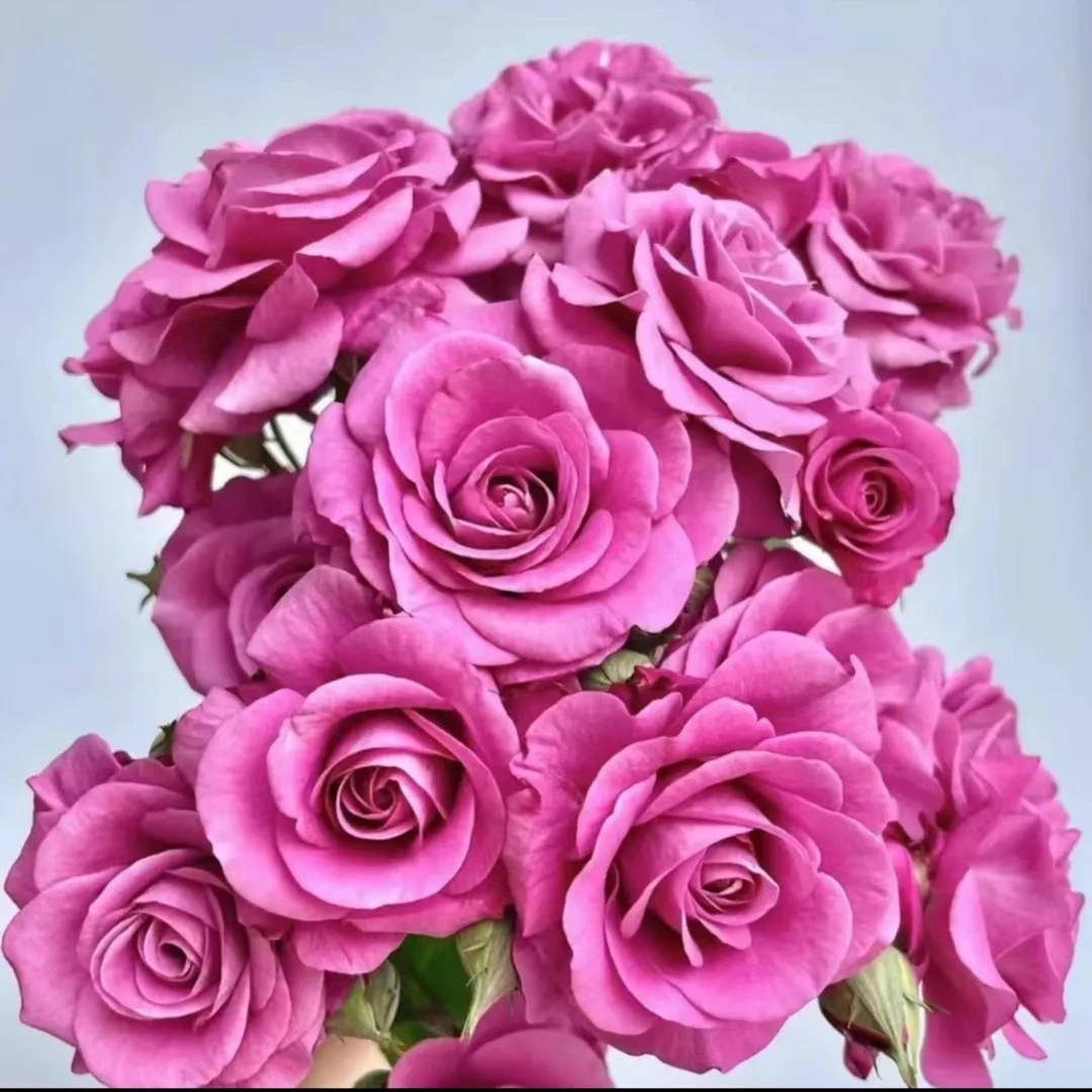 【紫美人.冥王星】深紫色稀品月季玫瑰四季开花室内外盆栽地栽