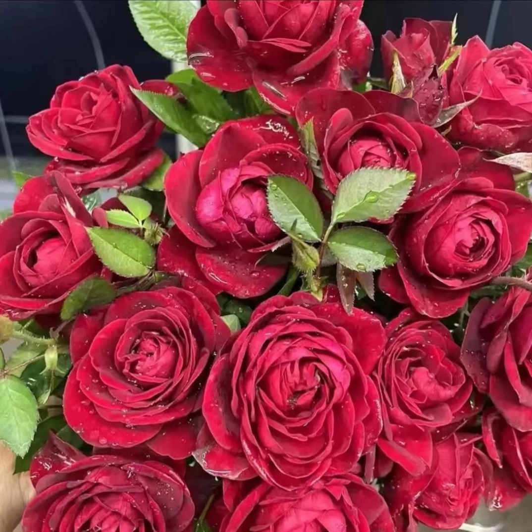 【中国红】红色新品月季玫瑰多季节开花阳台庭院室内外种植四季养护