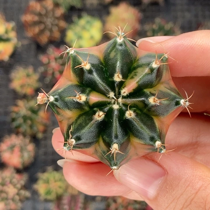 豪臀侧芽 米哈仙人球