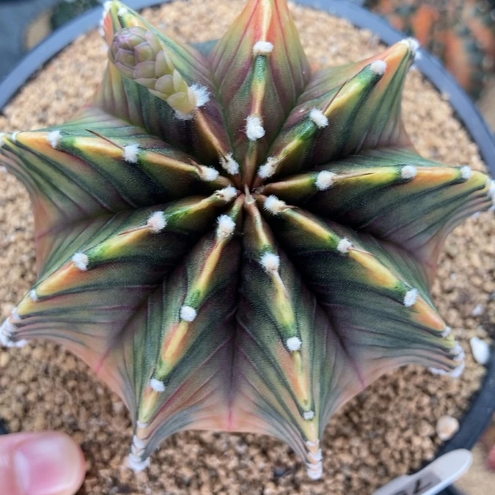 乌贼肋骨锦 米哈仙人球