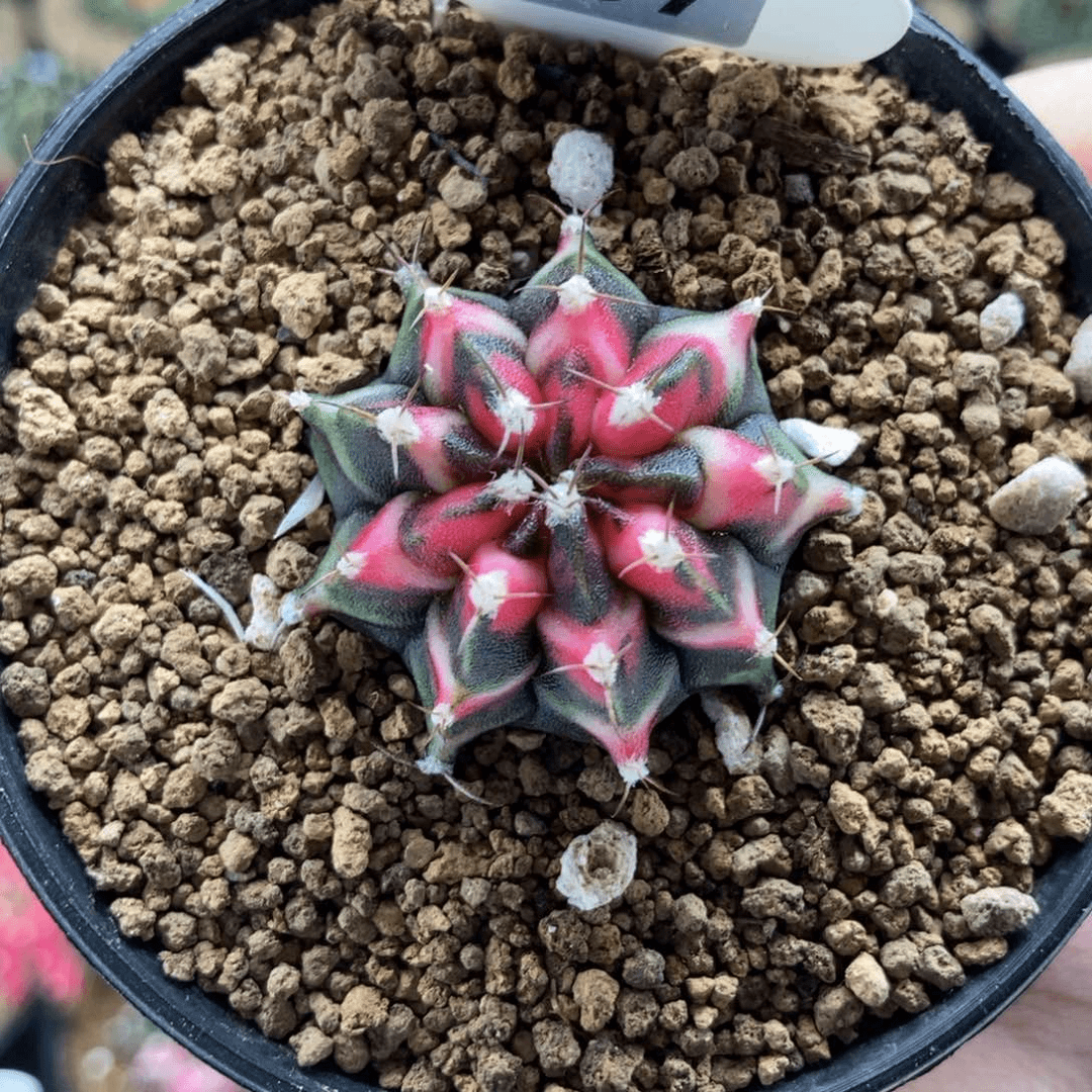 侧芽 米哈仙人球