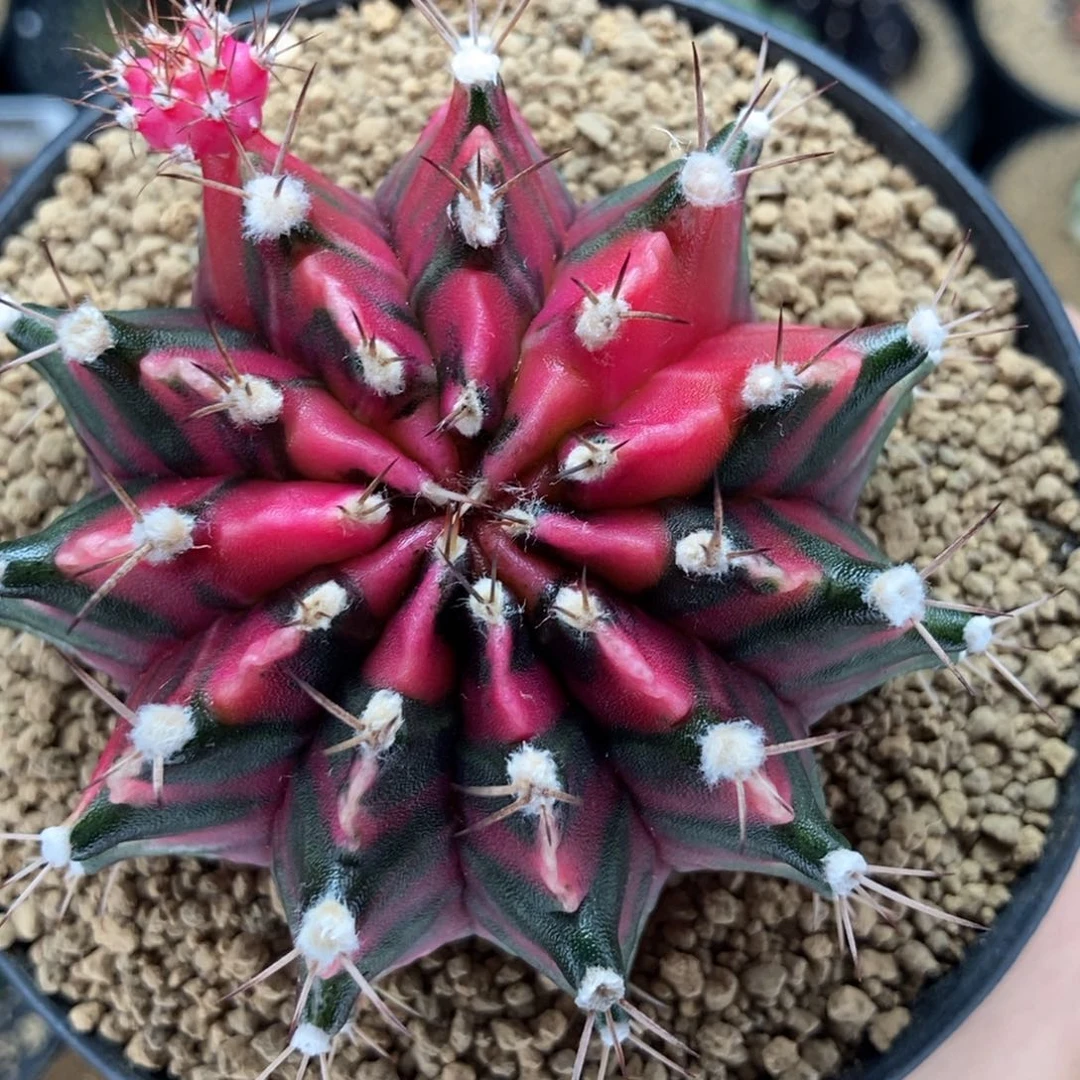 实生 米哈仙人球