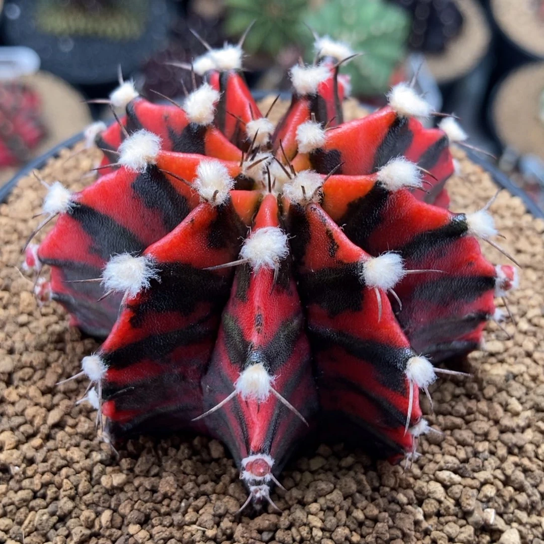 实生 米哈仙人球