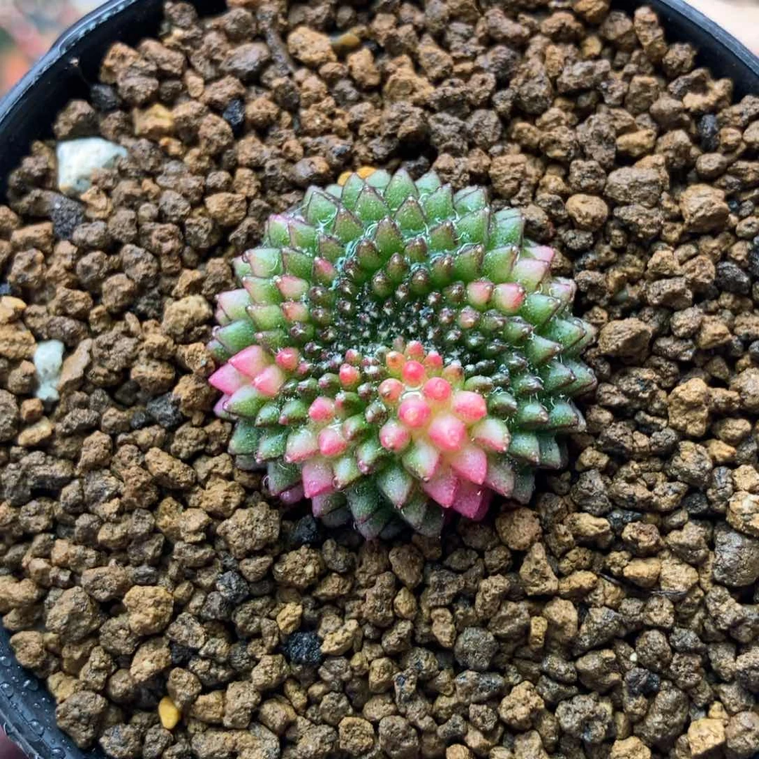 貘锦 米哈仙人球