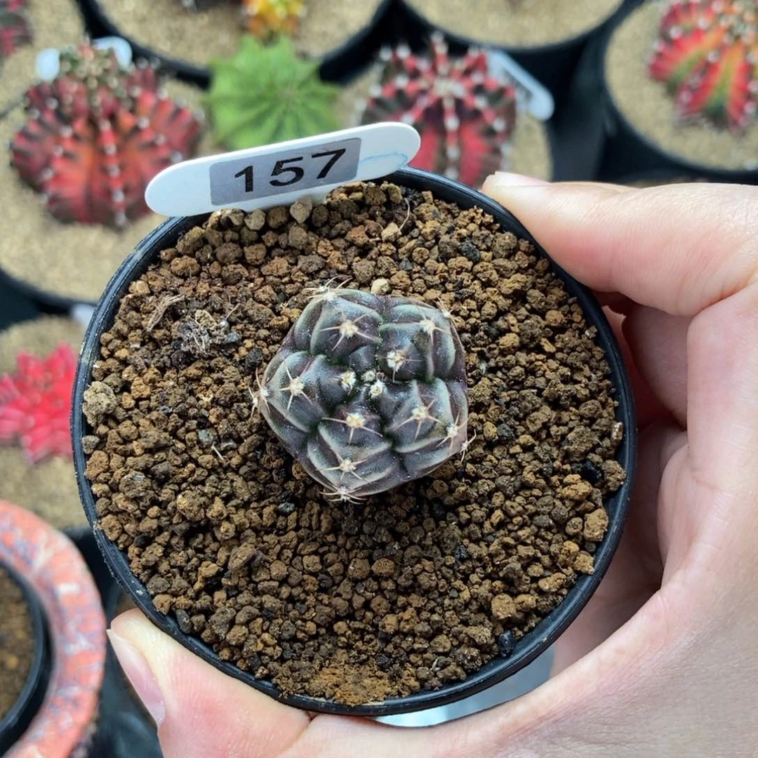 小可爱 五棱 米哈仙人球