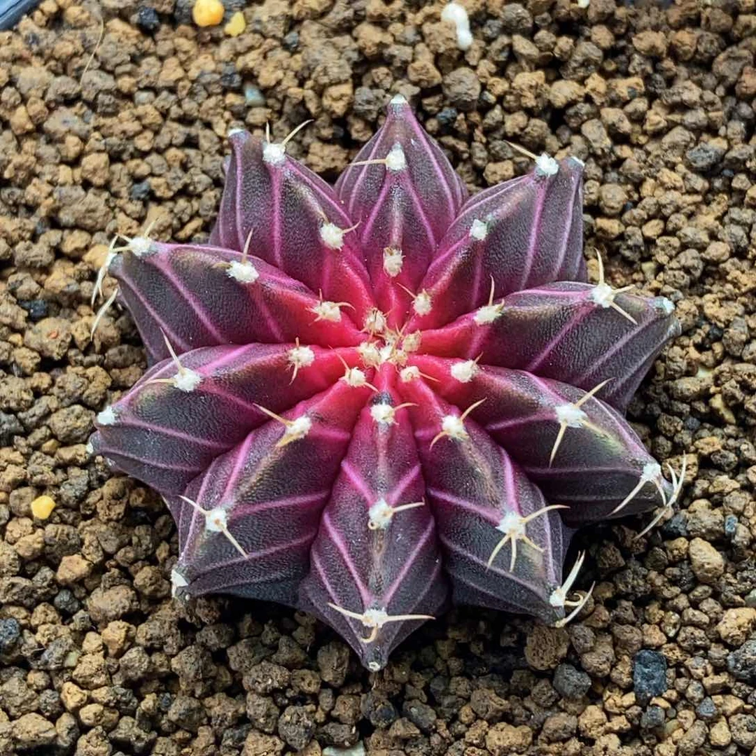 专拍的米哈仙人球