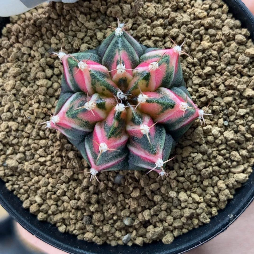 九月后代 米哈仙人球