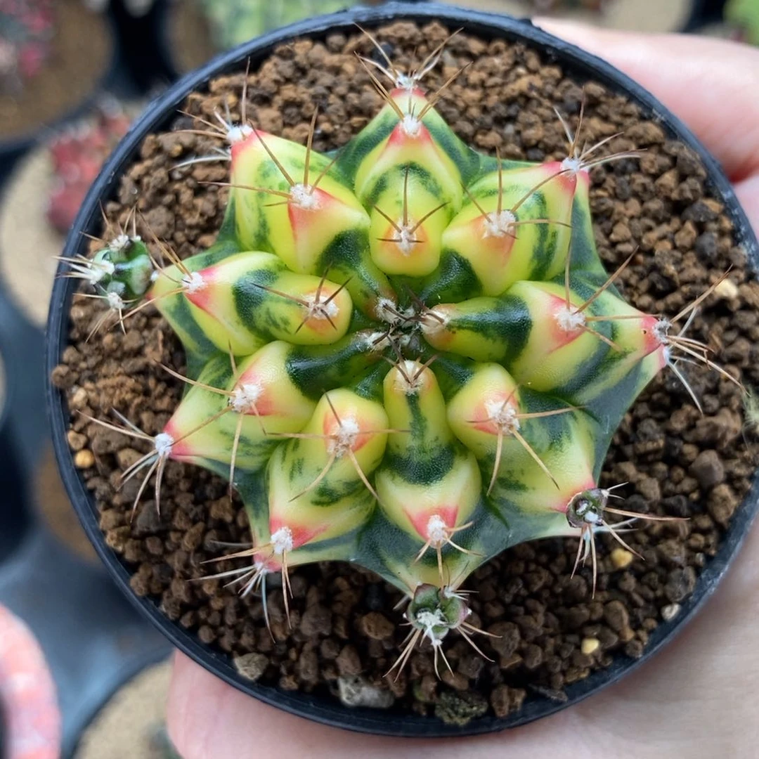 花田母本 米哈仙人球