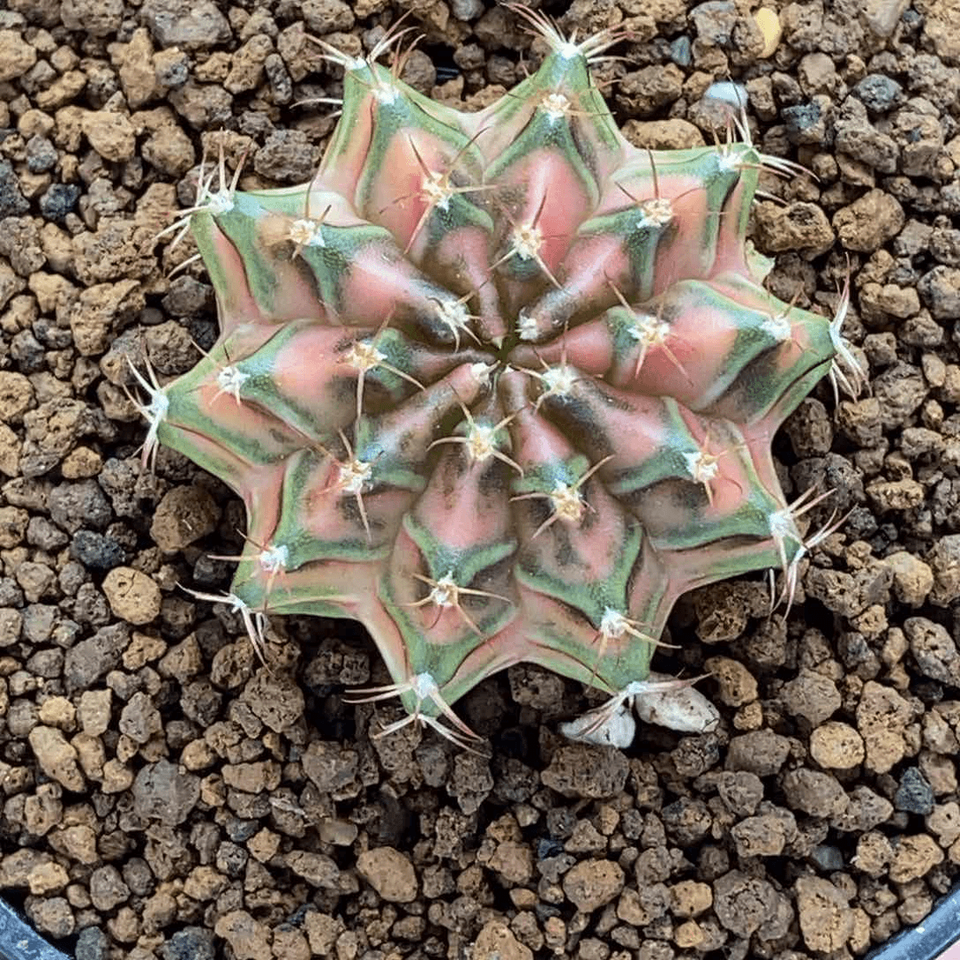 实生小精品 米哈仙人球