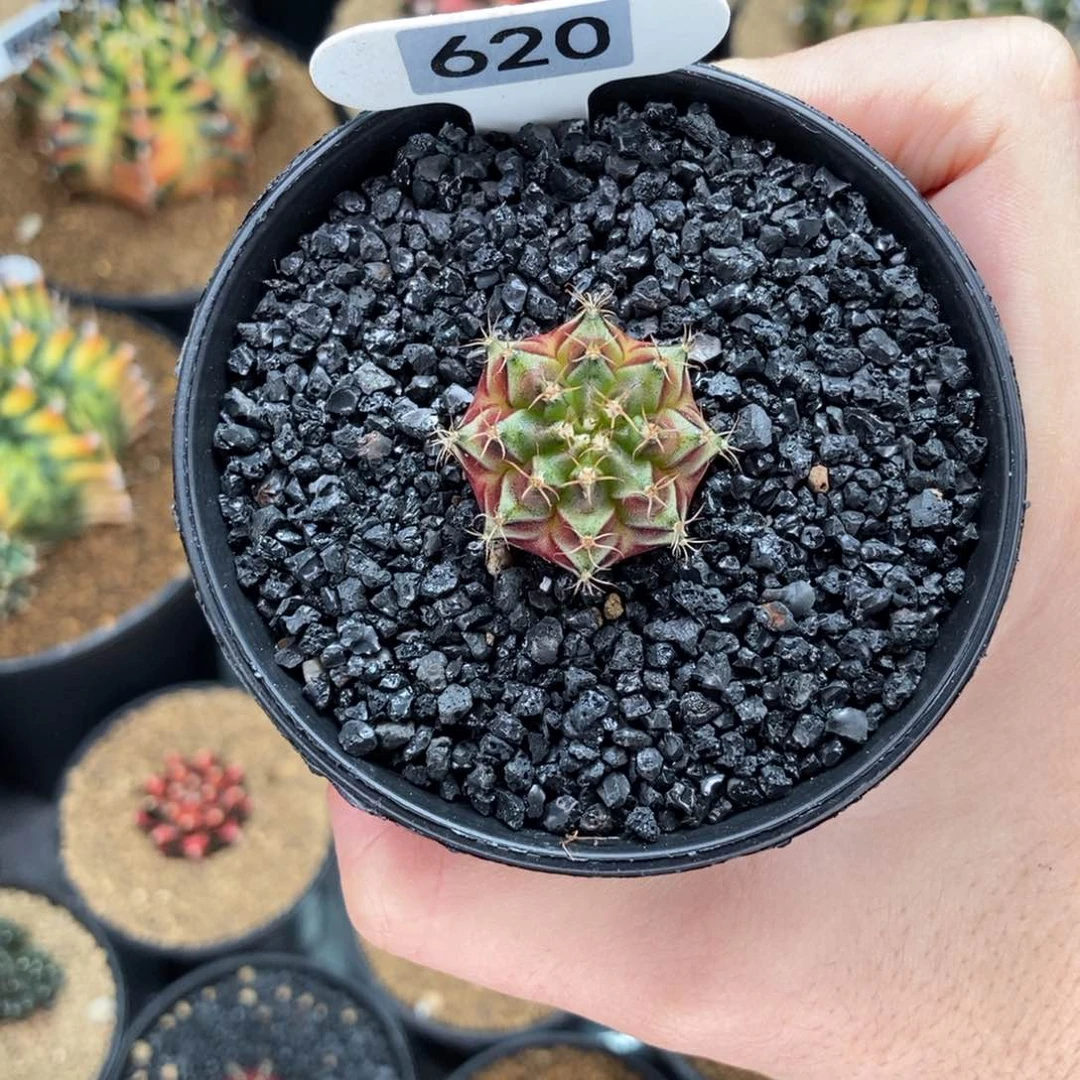 M***。专拍的 米哈仙人球