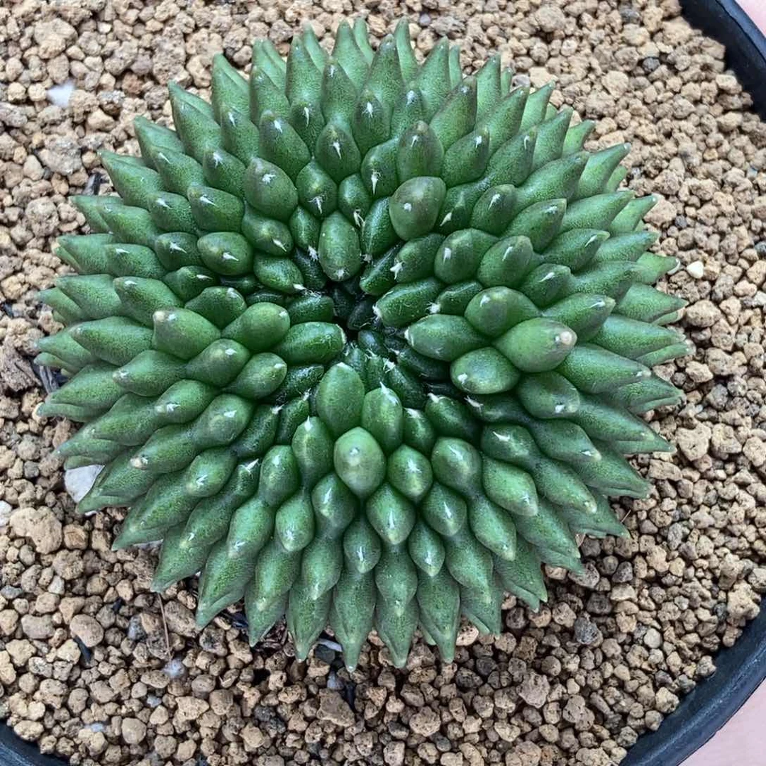 貘 大榴莲 米哈仙人球