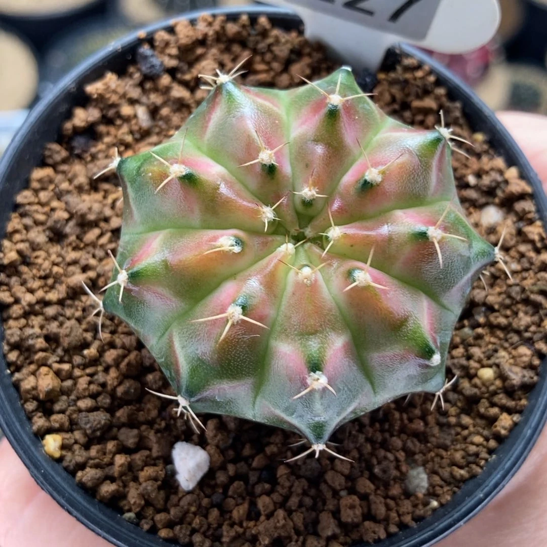 轮回 米哈仙人球