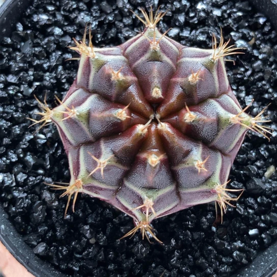 乌贼梦想 米哈仙人球