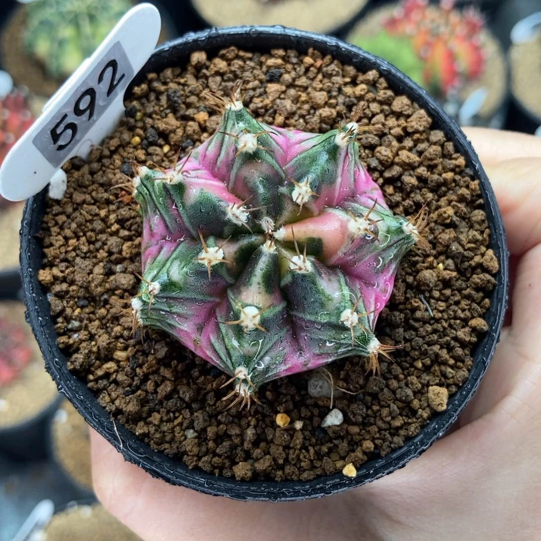 粉墩墩 米哈仙人球