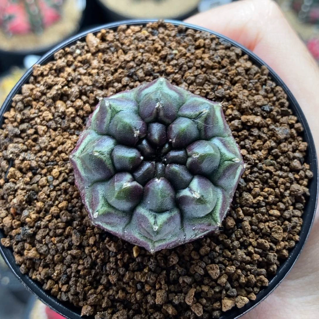 实生梦想 米哈仙人球