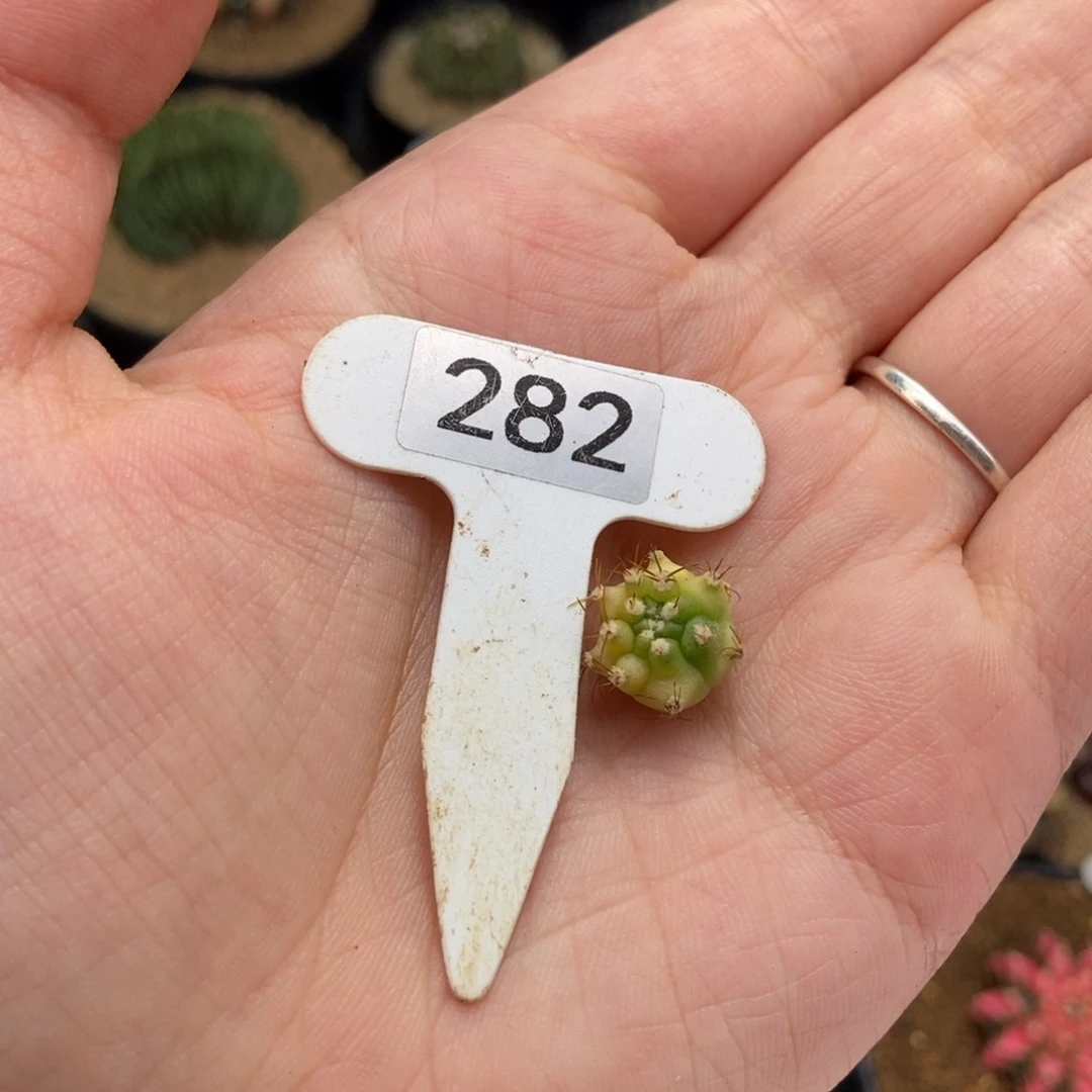 用****8专拍的 米哈仙人球