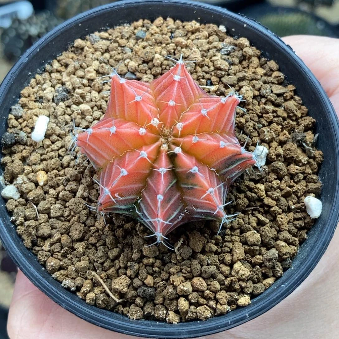 糖果肋骨锦 米哈仙人球