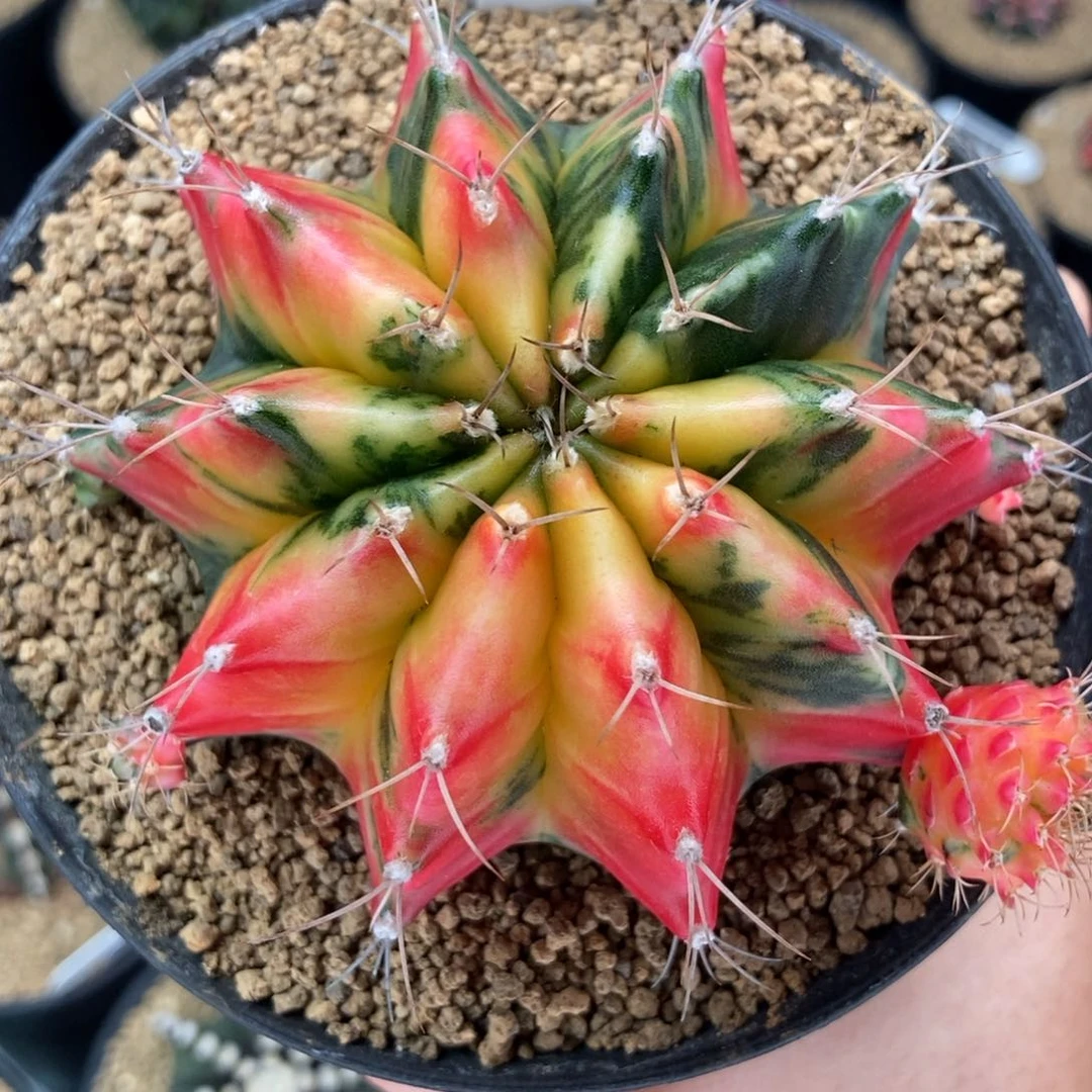 ?****y专拍的 米哈仙人球