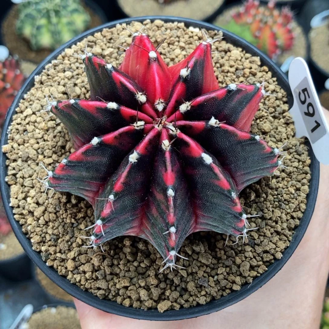 黑寡妇肋骨锦 米哈仙人球