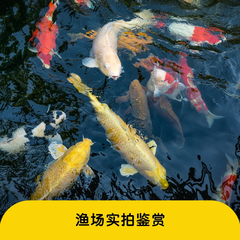 1.观赏鱼锦鲤好养易活包邮包活