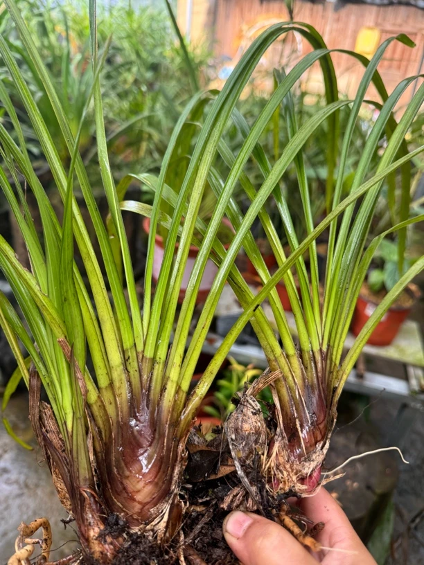 云南细叶红花红芽金丝虎头兰