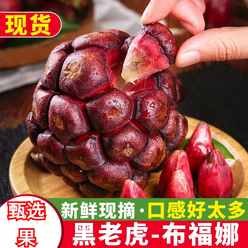 黑老虎布福娜恶魔果实酒饭团血藤果新鲜水果1-5斤深山种植冷饭团