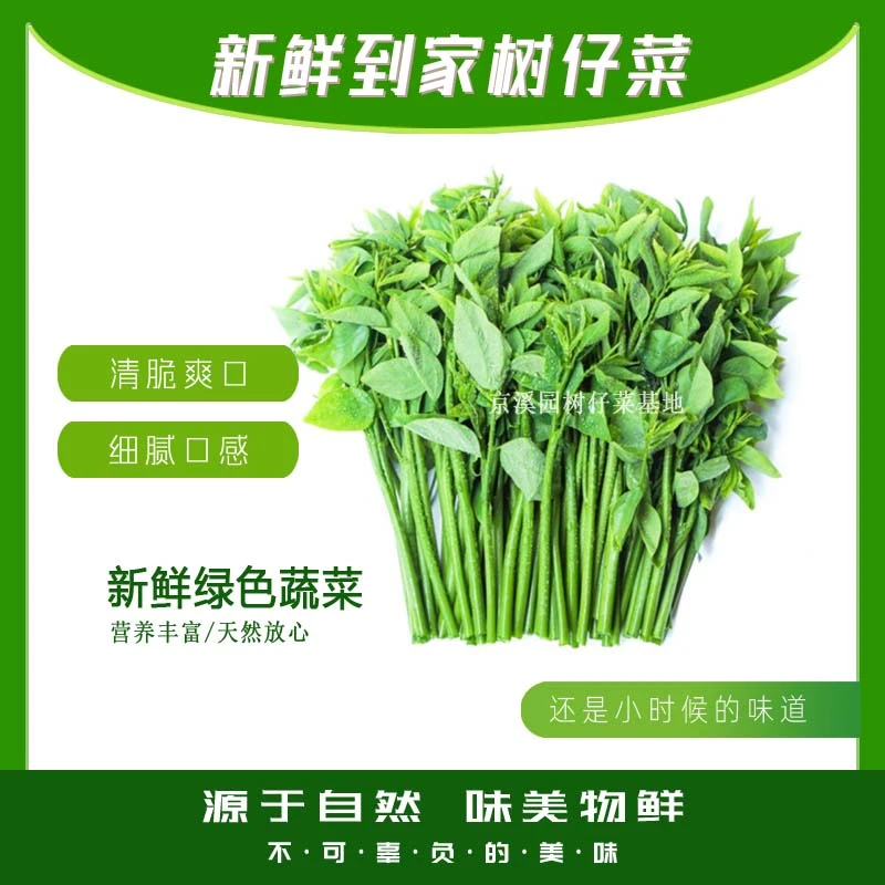 新鲜树仔菜5斤正宗天绿香树菜3斤青菜绿色蔬菜海南野菜鲜清脆