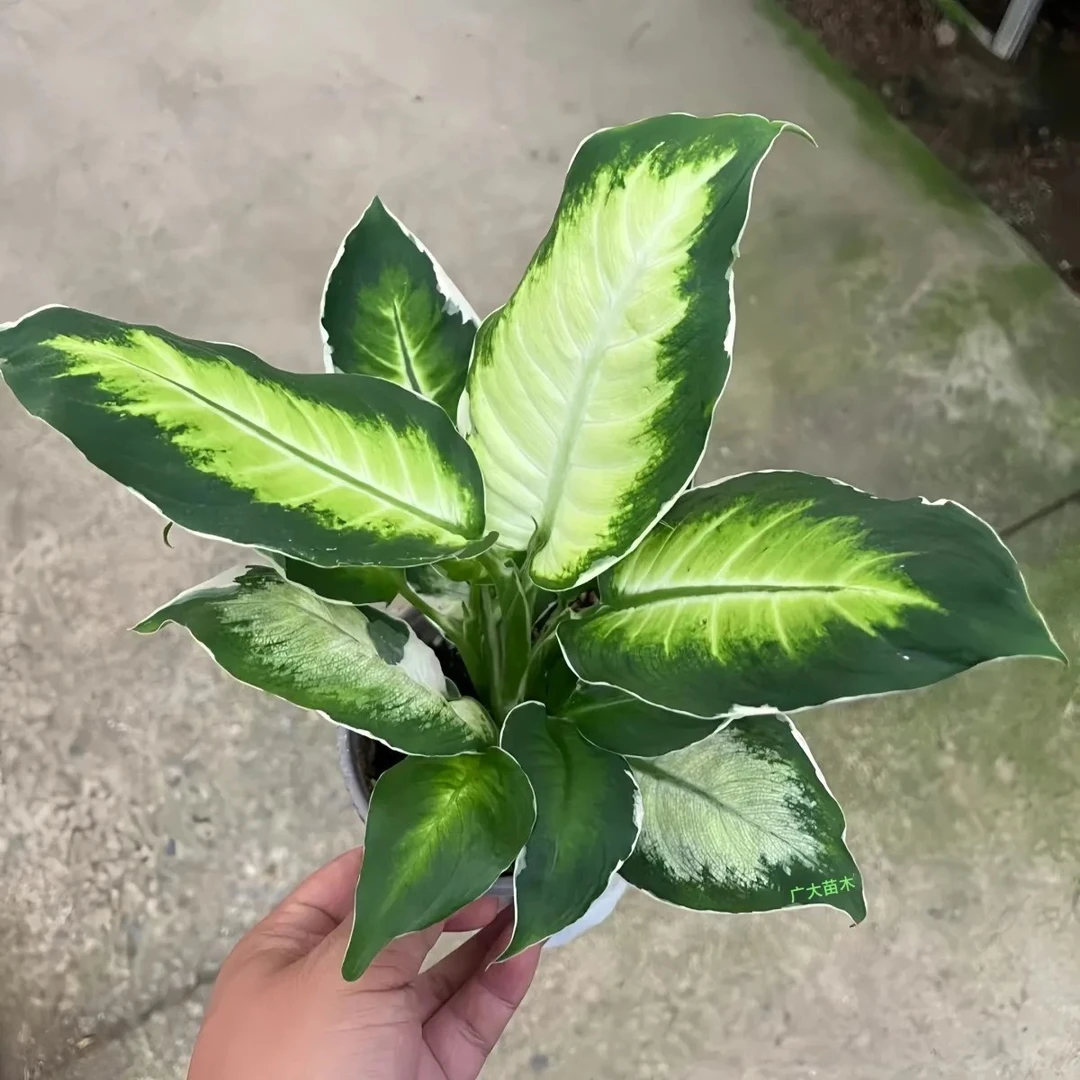 冰美人月光万年青盆栽室内阳台观叶绿植新品种高颜值耐看型植物生