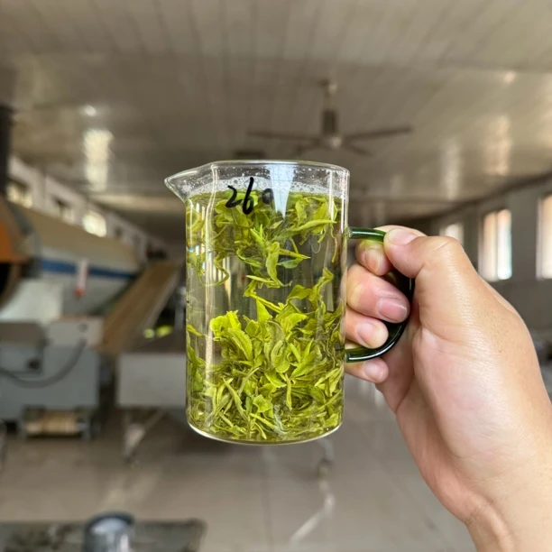 【头茬春茶260】2025年日照绿茶露天头茬春茶260