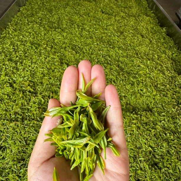 【特级头春头采680】2025年正宗日照绿茶头春头采露天新茶一芽一叶