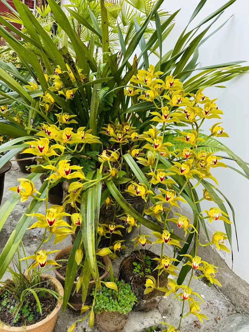 包邮（一物一拍）2虎头兰、独占春、红嘴鸥、大黄素、金黄素