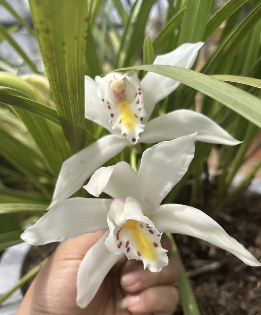 包邮（一物一拍）3独占春、虎头兰、红嘴鸥、大黄素、金黄素