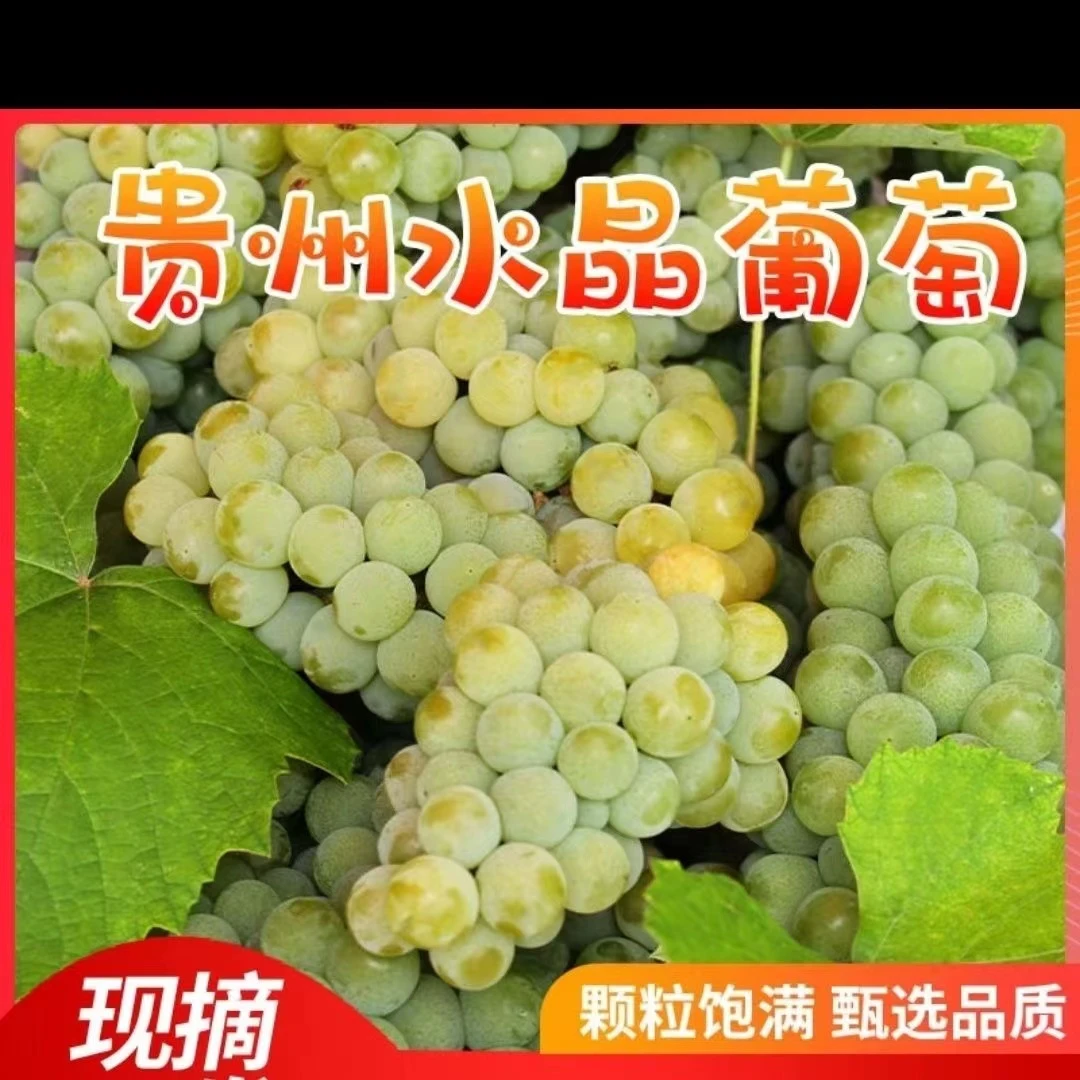贵州水晶葡萄现摘发货农家青葡萄应季水果绿葡萄息烽红岩水晶葡萄