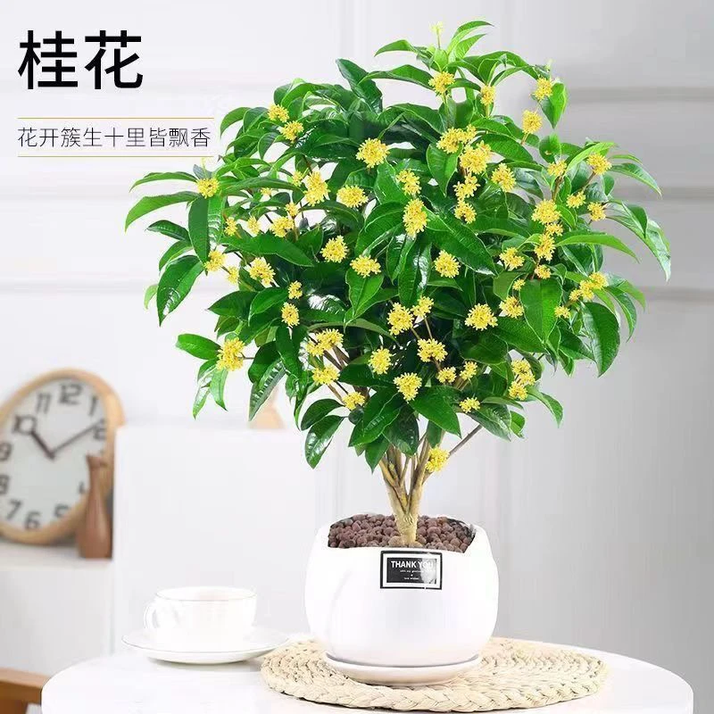 四季开花桂花树苗盆栽庭院绿化美观清香型花卉绿植室内好养的花苗