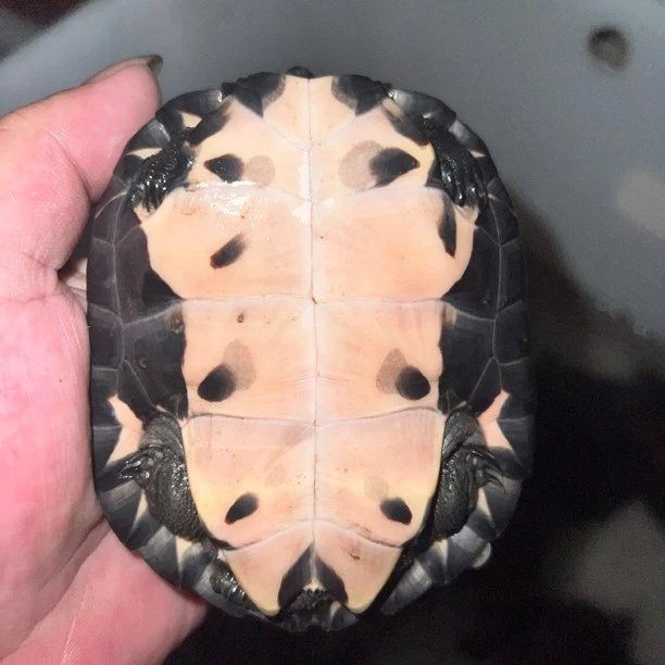 广西黑颈母碌（人工繁育）活体