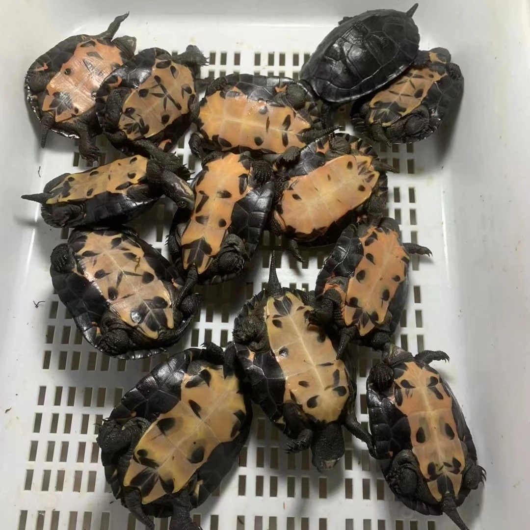 广西黑颈碌仔（人工繁育）互动活体