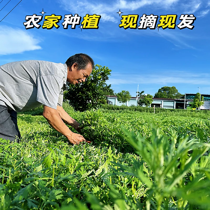 客家新鲜嫩艾草嫩叶嫩芽农户种植青团草艾蒿粄糍粑农家肥现摘发货