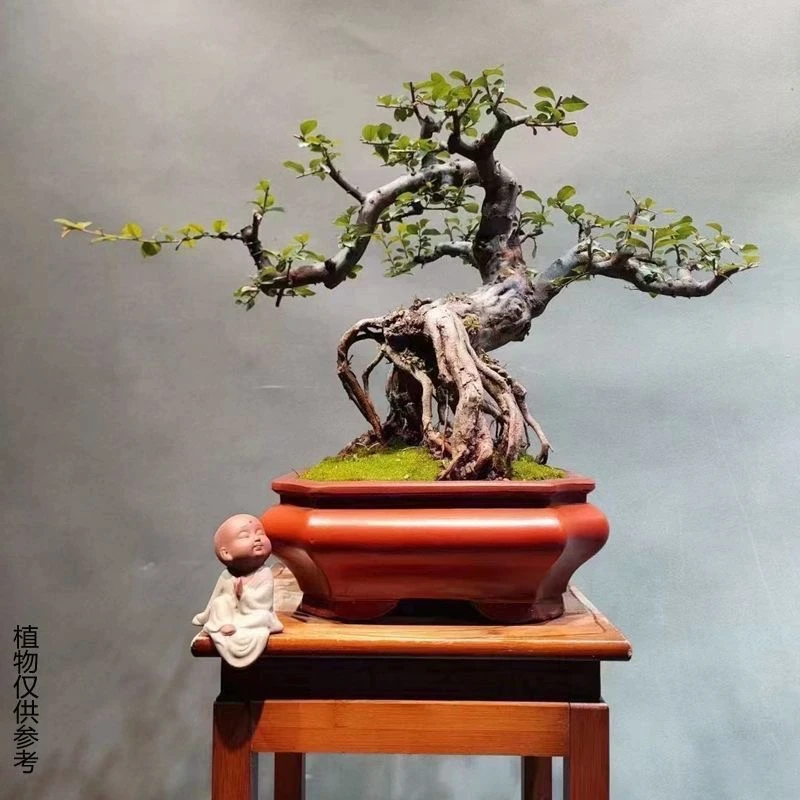 宜兴紫砂花盆复古切角四方盆景盆栽提根绿植盆创意文人老桩造景花
