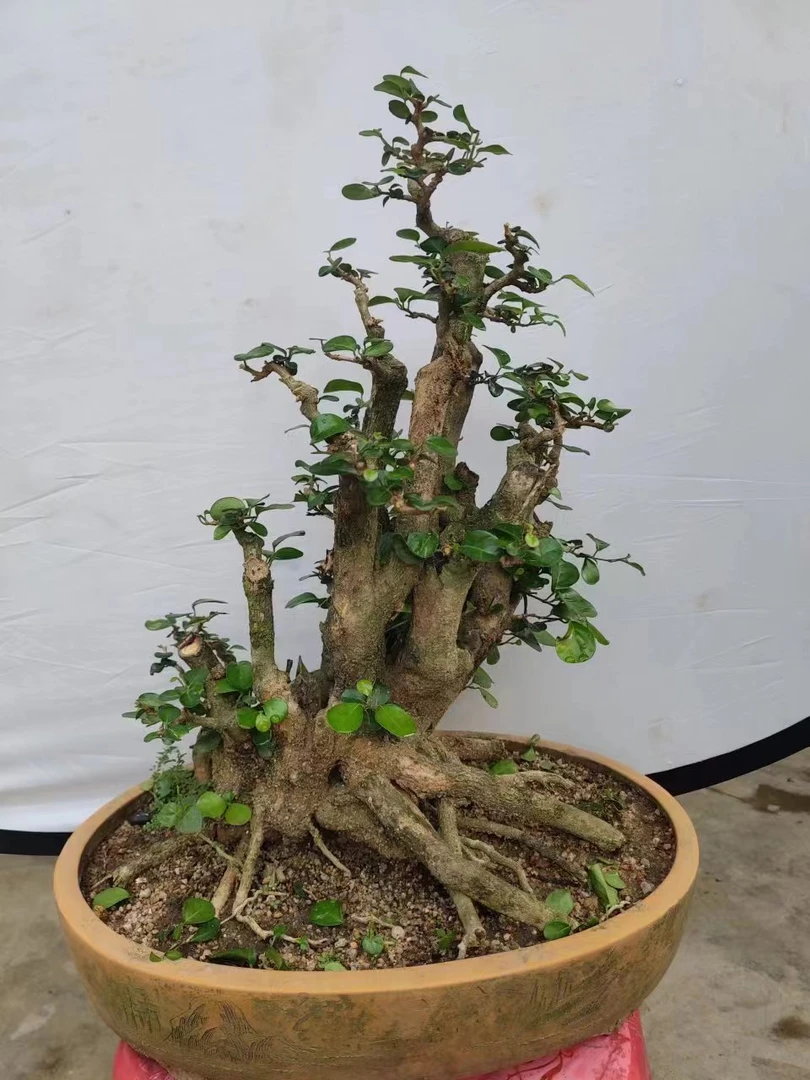 博兰盆景 一物一拍