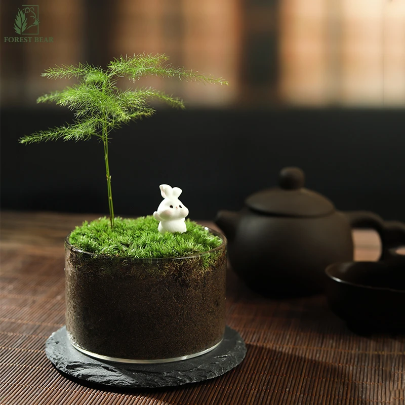 桌面苔藓微景观文竹创意客厅适用懒人盆栽趣味摆件好养植物生态瓶