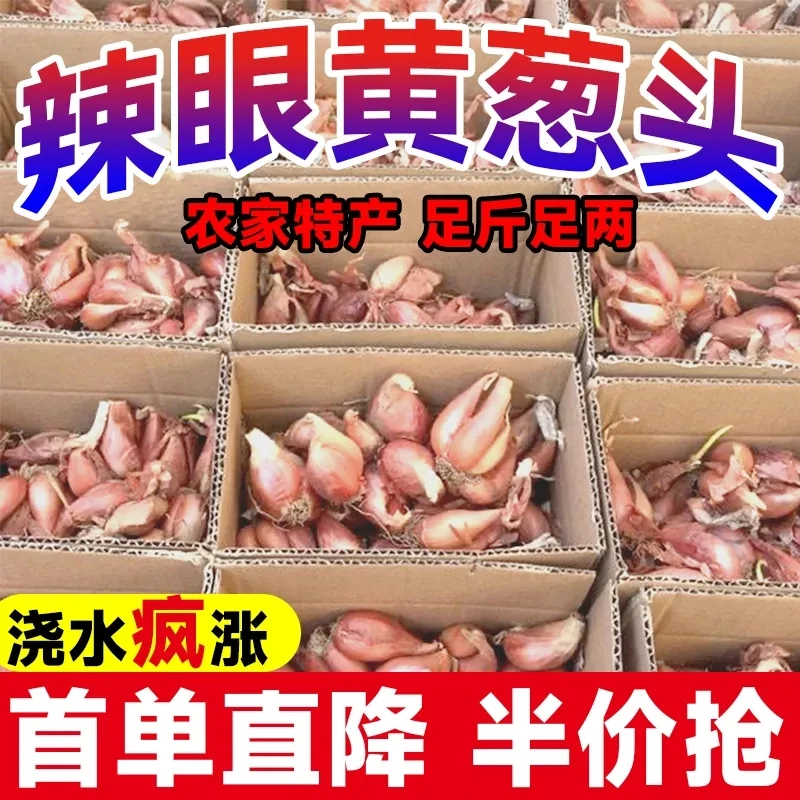 【新鲜】四川黄葱头铁葱头自家种植盆栽蔬菜四季香葱头秧苗熬油包邮