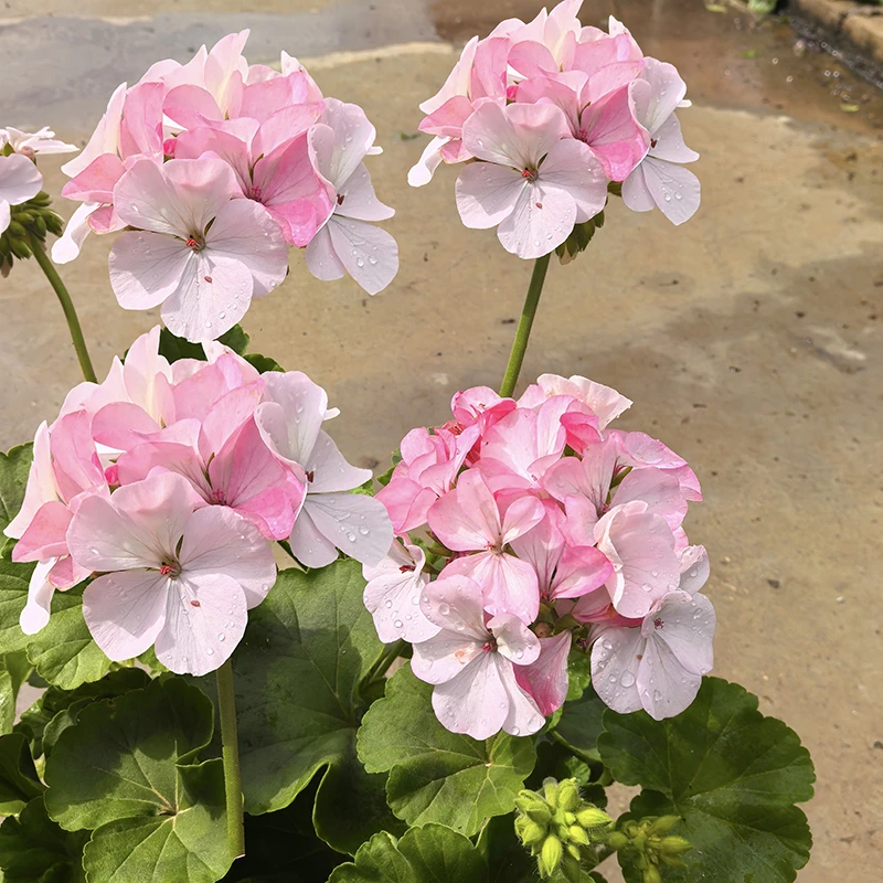 新品天竺葵老桩盆栽带花苞发货四季开花室内阳台庭院好养花