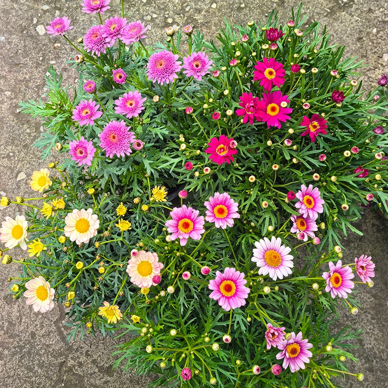 玛格丽特(易活好养 颜色多 花期长)庭院阳台开花植物